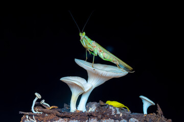 praying mantis on the ground