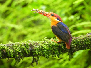 ODKF - Oriental Dwarf Kingfisher
