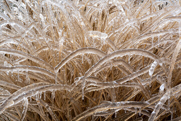 A pattern of low growing landscape plants covered with ice after a freezing rain ice storm, focus is soft when looking through ice