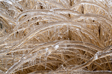 A pattern of low growing landscape plants covered with ice after a freezing rain ice storm, focus is soft when looking through ice