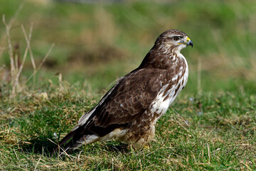 Mäusebussard (Buteo buteo) // Common buzzard
