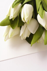 white tulips, spring