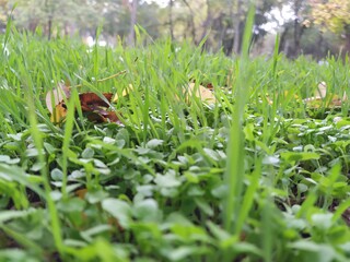 butterfly on grass