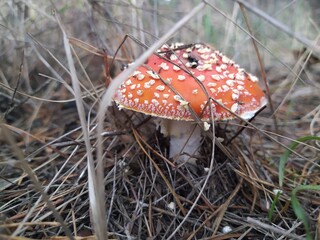 fly agaric mushroom
