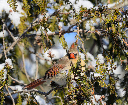 Female Northern Cardinal on Evergreen Tree Covered in Snow, Closeup Portrait in Winter 
