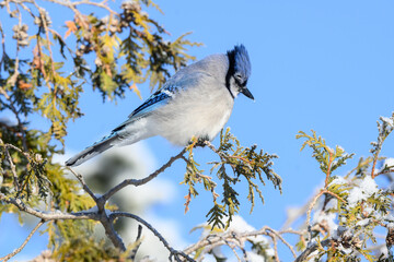 Blue Jay on Evergreen Tree Covered in Snow, Closeup Portrait in Winter on Blue Sky
