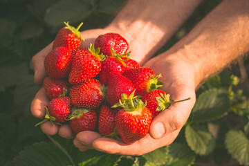 Red ripe strawberries in the palms. A handful of berries. Summer in the garden. Strawberry variety Alina. Lots of ripe strawberries. Red berries.