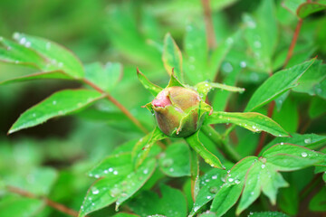 Blooming peonies in the park, China