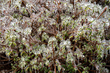 A pattern of low growing landscape plants covered with ice after a freezing rain ice storm, focus is soft when looking through ice