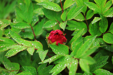 Blooming peonies in the park, China