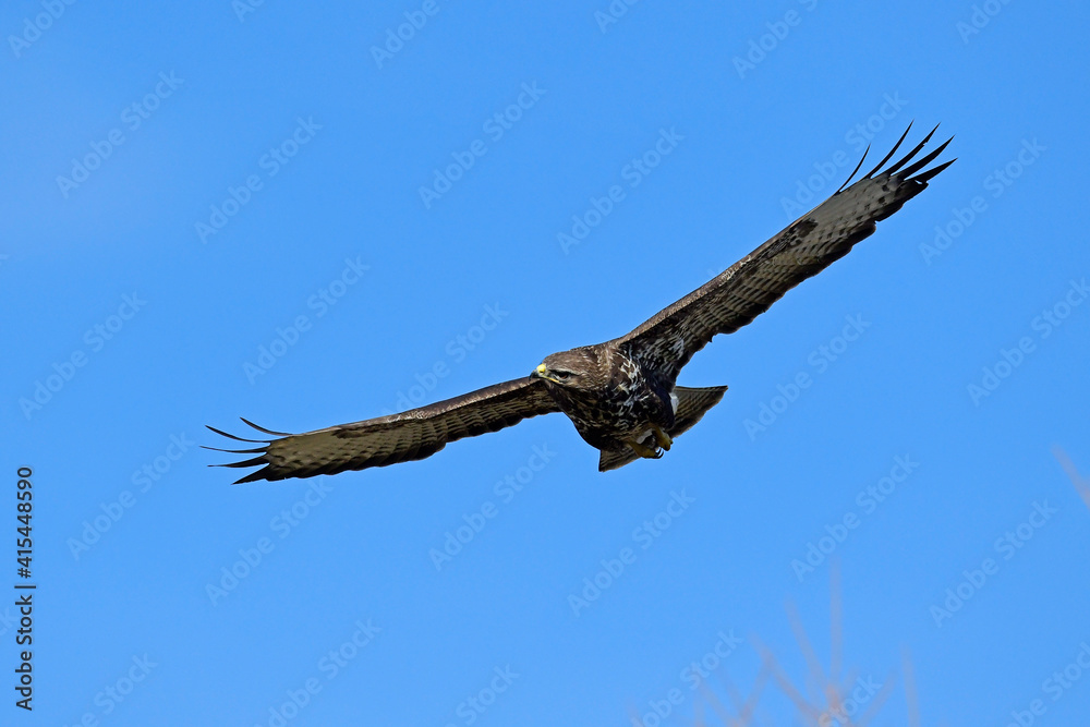 Poster fliegender Mäusebussard (Buteo buteo) // flying Common Buzzard (Buteo buteo)