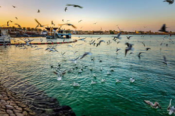 Obraz na płótnie Canvas Beautiful shot of seagull birds on the blue water at Dubai Creek, United Arab Emirates.