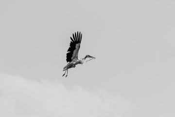 The stork with the weed flies to make a nest.