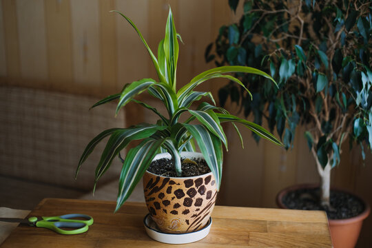 Spring Indoor Plant Care. Waking Up Indoor Plants for Spring. Female hands spray and washes the leaves of Dracaena fragrans house plants at home. Garden room, Biophilia trend,