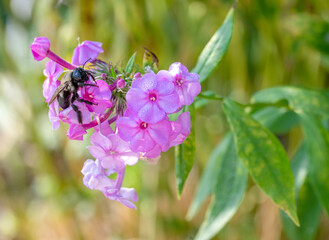 bee on a flower