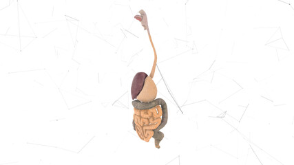 3d rendered illustration of Female Digestive System v2. High quality 3d illustration