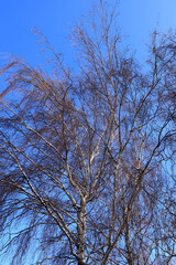 Beautiful bare branches of the Silver Birch tree in Winter