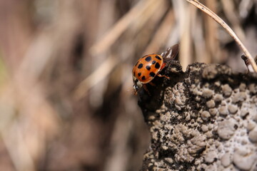 Marienkäfer