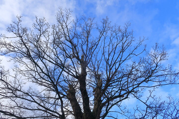 Old branches spreading out towards the sky