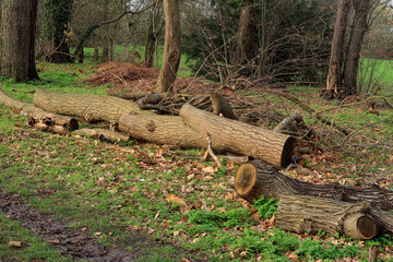A woodland landscape scene with Cut down trees