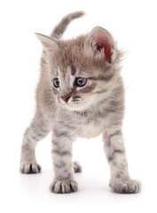 Kitten on white background.