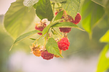 Summer garden. Raspberry branch. Red ripe raspberries in the garden. Ketyag raspberries. Red raspberries and green leaves.