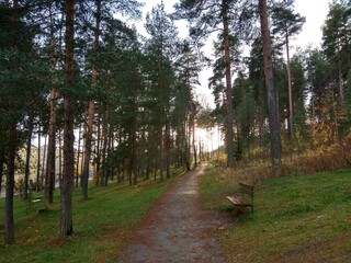 Deep forest in Europe with river and lake