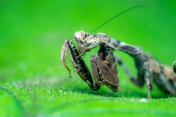 grasshopper on the grass