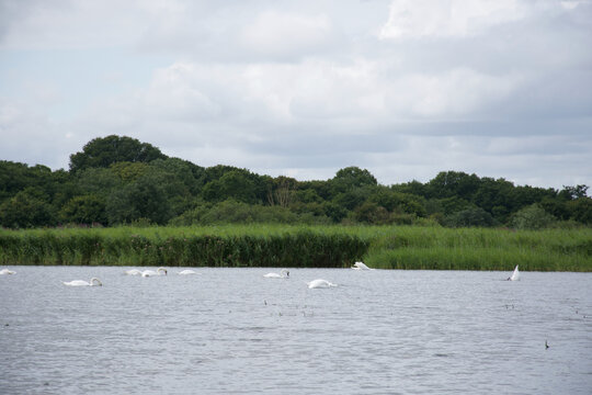 White Mute Swans (Cygnus olor) swimming in a flock on a windy lake or river. Grey cloudy sky and water, with green red beeds and trees. Swans as a family, feeding and drinking: heads underwater