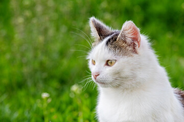 Plakat White spotted cat in the garden on a background of green grass