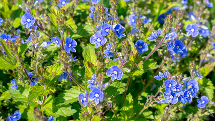 Summer background with blue flowers veronica chamaedrys