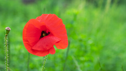 Red poppy in a field on a background of green grass