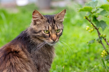 Naklejka na ściany i meble Brown striped cat close up in the garden near the currant bush