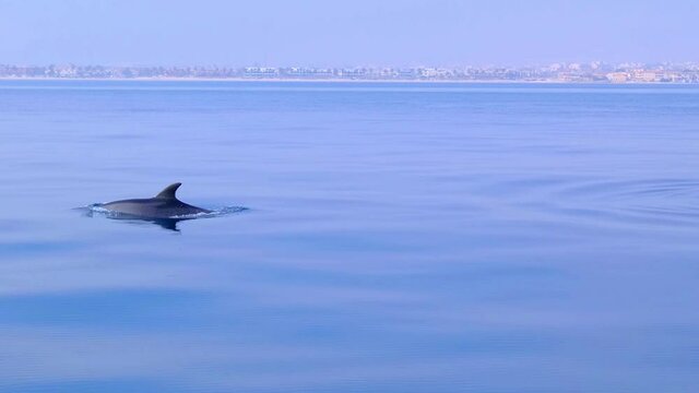 Dolphins jumping in the sea, Spain, mediterranean sea, dolphins playing in the sea, Costa Blanca 2021