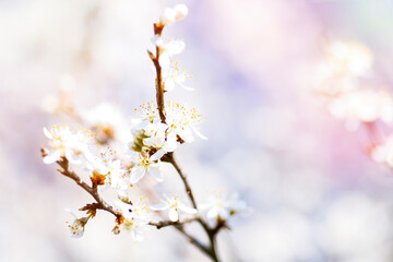 White tender cherry blossom. Natural background or phone wallpaper.