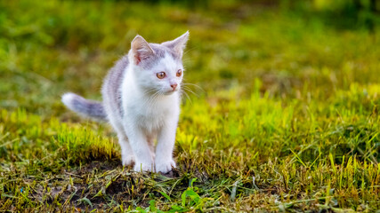 Naklejka na ściany i meble Young white cat with gray spots in the garden among the grass