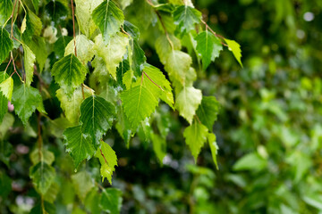 Birch branches with wet green leaves on a dark background