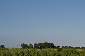 Fototapeta premium Looking over the tops of windswept reeds to a traditional stone church tower in a patch of woodland. East Anglia, England, UK