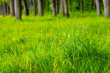 Green thick grass in the forest near the trees