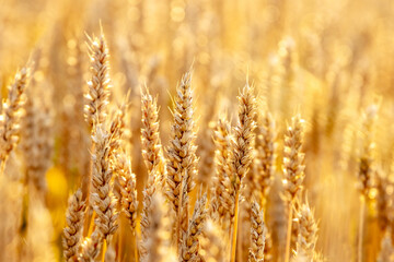 Fototapeta premium Spikelets of wheat in the field in golden gentle tones
