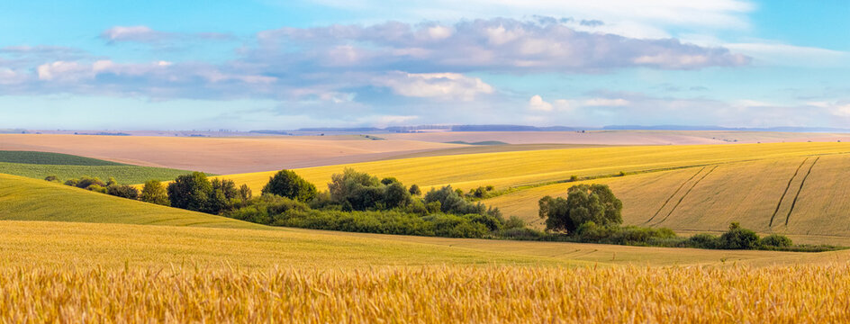 Wheat Field With A Strip Of Green Trees On A Summer Sunny Day