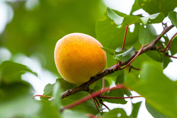 Big ripe apricot on the tree, a wonderful harvest of apricots