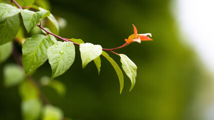 Tree branch with green leaves on a blurred background