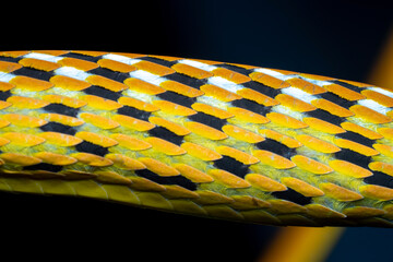 yellow rope