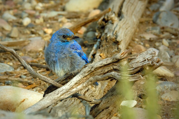 Mountain bluebird
