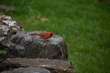 Cardinal on a Rock