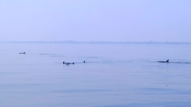 Dolphins jump into the sea, Spain, mediterranean sea, Common bottlenose dolphins play in the sea, February 2021