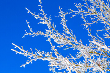 hoar frost on twigs and blue sky