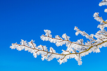 branch with hoar frost