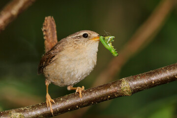 Close up of a Wren holding an insect. Scientific name Troglodytes troglodytes.